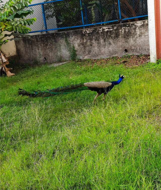 peacock3.jpg