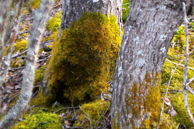 DSC_6412 mossy trunk trail lake 12 x 8.jpg