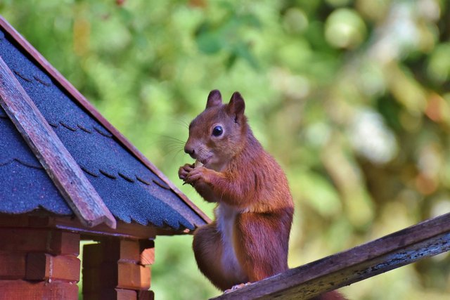 squirrel-7778317_1920.jpg
