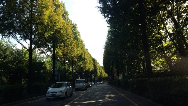 20170826_163402 Metasequoia trees road at Yang-jae dong.jpg