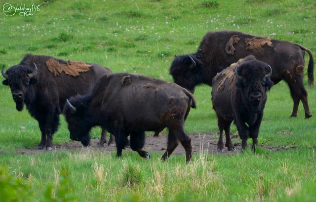 wood bison.jpg