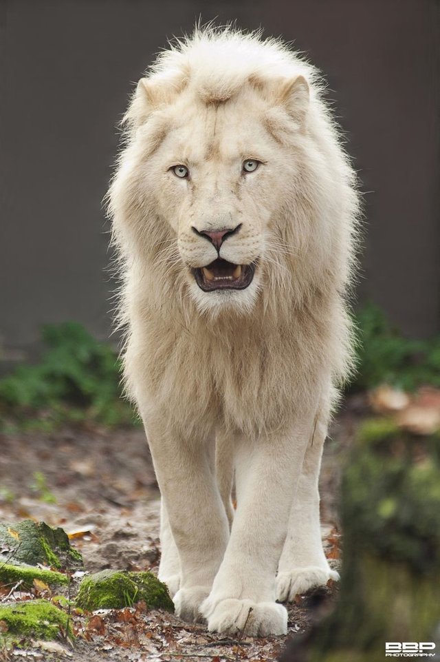 Less Than 300 White Lions Left In The World — Steemit