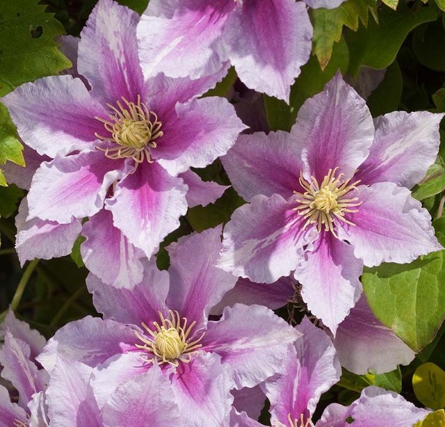 Clematis Piilu 001.jpg