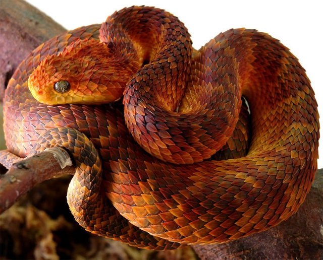 Atheris Hispida, a venomous snake found in Africa, capable of climbing  reeds and stalks - 9GAG