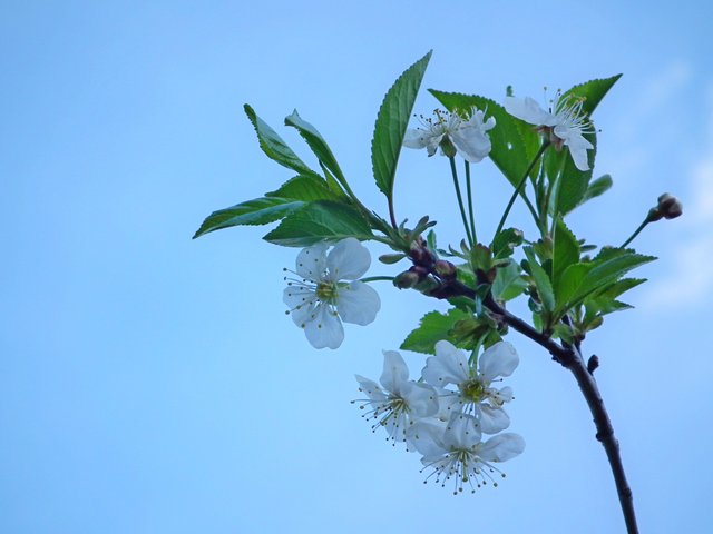 tree-nature-branch-blossom-plant-sky-1414645-pxhere.com.jpg