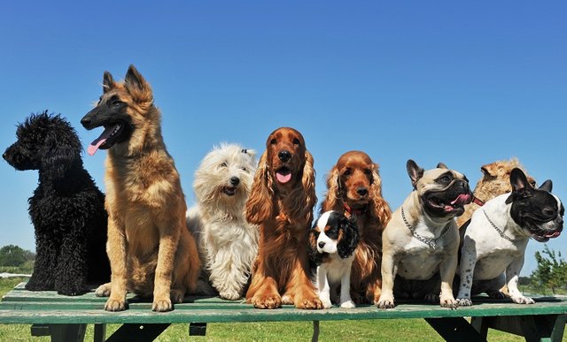 cachorros-felizes.jpg