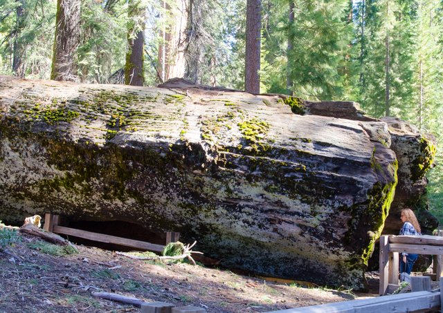 Sequoia Tunnel.jpg