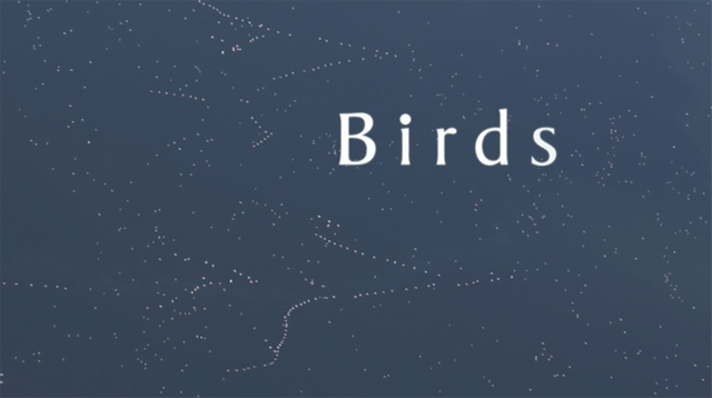 Birds_01.png