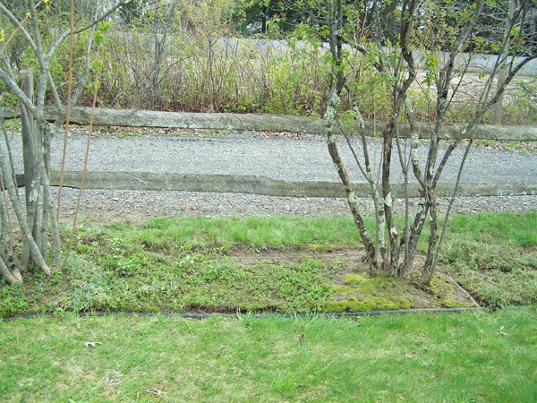 6th Fence - creeping veronica, white phlox crop April 2019.jpg