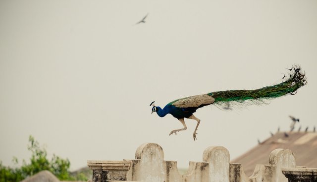 peacock-jumping-over-brown-concrete-wall-1245356.jpg