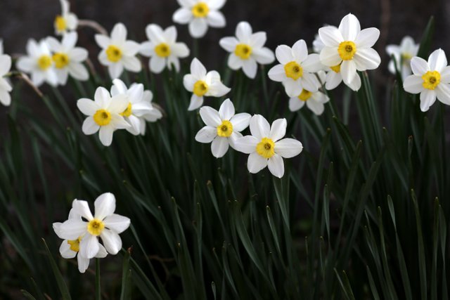 daffodil-4100845.jpg