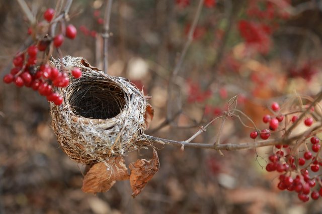 the-birds-nest-ga7bacdd72_1920.jpg