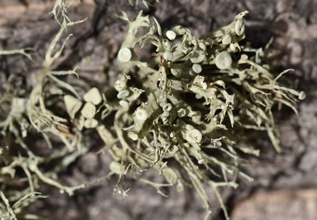 lichen cork tree 2.jpg
