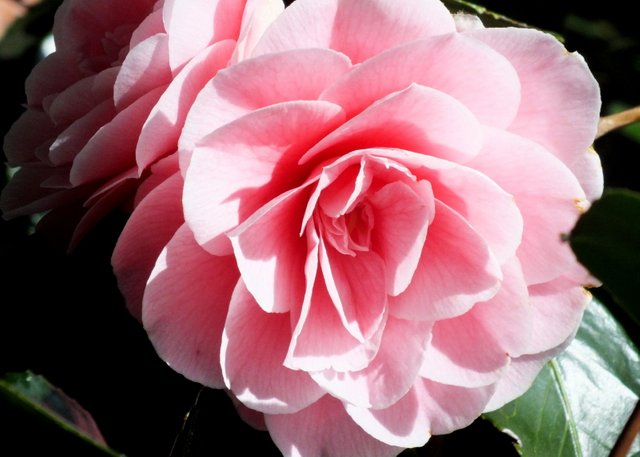 0011-Camellia.jpg