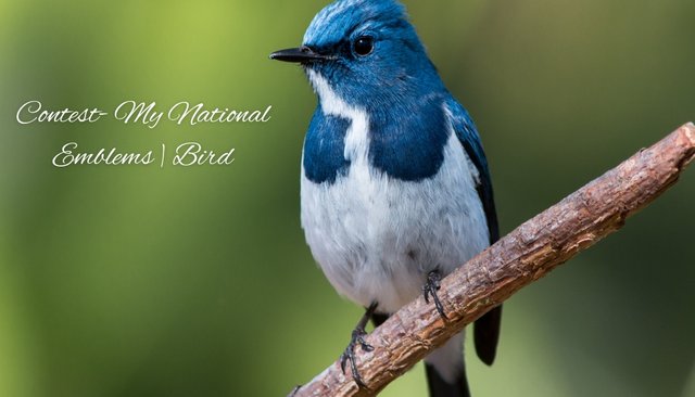 Green and White National Birds Day card.jpg
