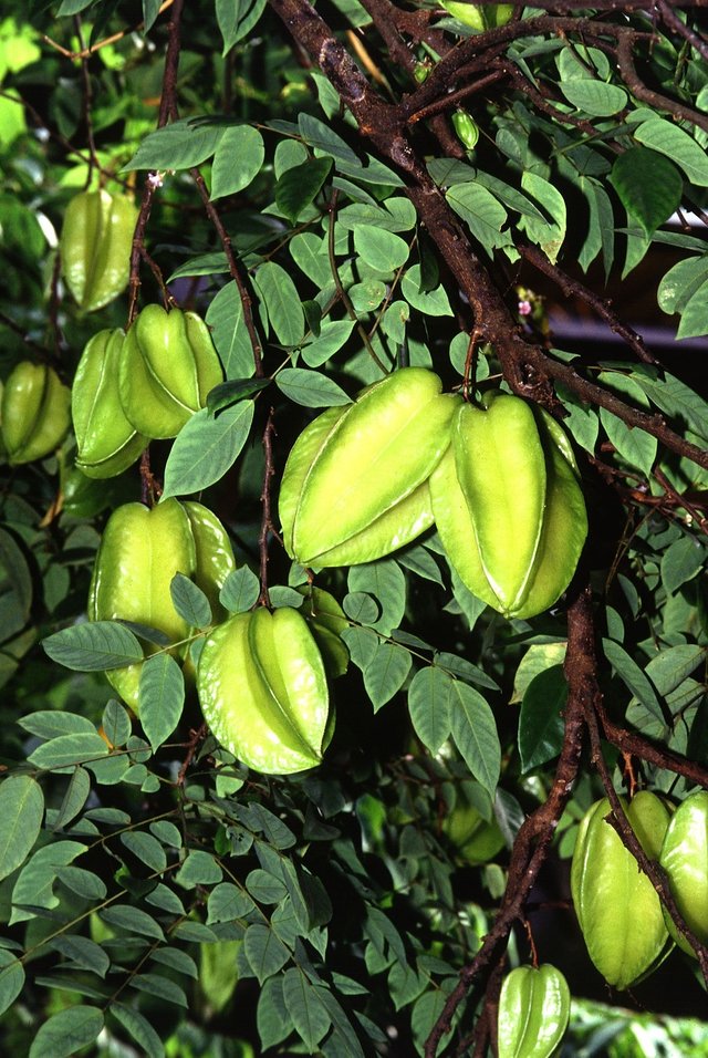 carambola-245295_1280.jpg