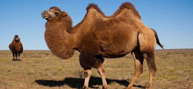 bactrian-camel-02.jpg