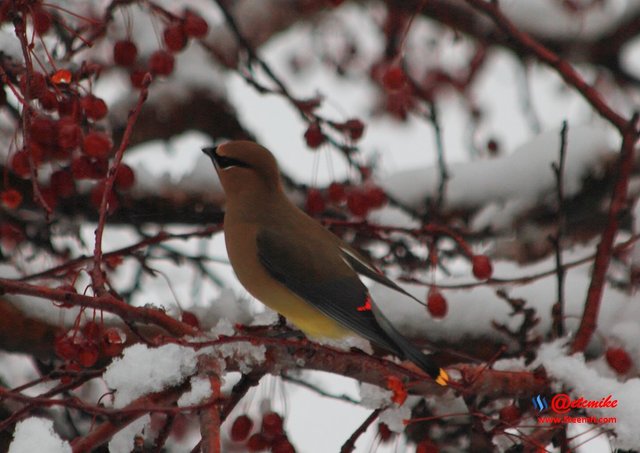 Cedar Waxing IMG_0061.JPG