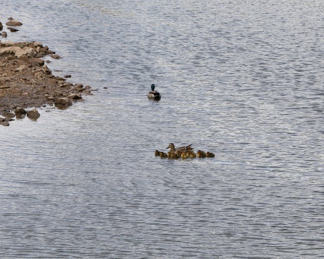 2E5A9165 Mother and Ducklings.jpg