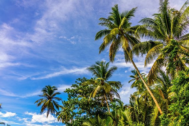Tall-coconut-tree.jpg