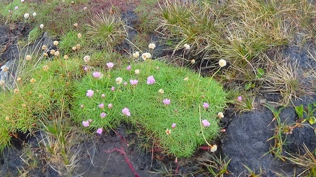 62 Pretty pink bog flowers.jpg