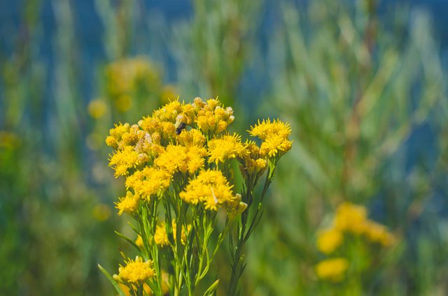 The bugs on the little yellow meadow flowers.JPG