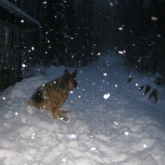 Bruno sitting in snow dusk big snow flakes lit up by flash.JPG