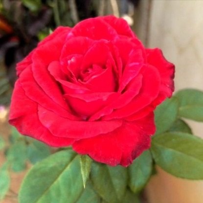 rosa.jpg