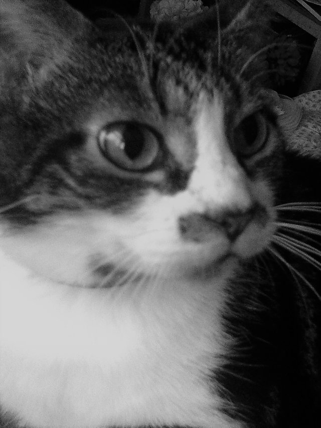 Cat Photography, B&W Toby Hidden Red Collar Side, May 19 2017.jpg