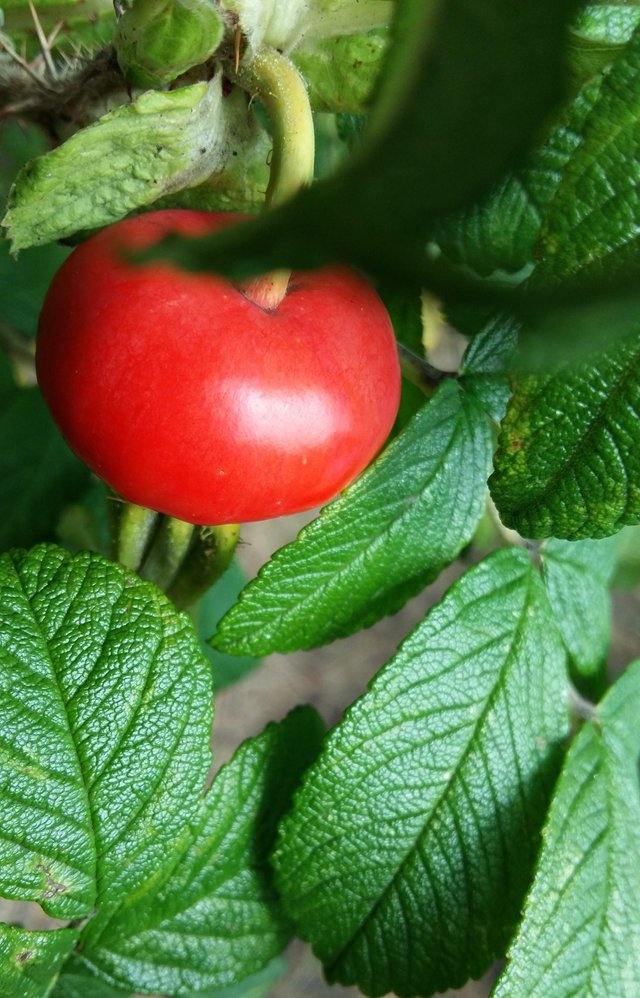 rose hip.jpg