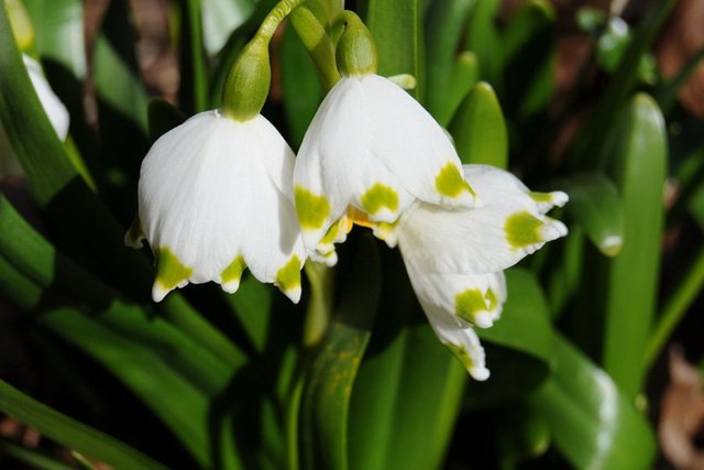 leucojum-01 (1).jpg