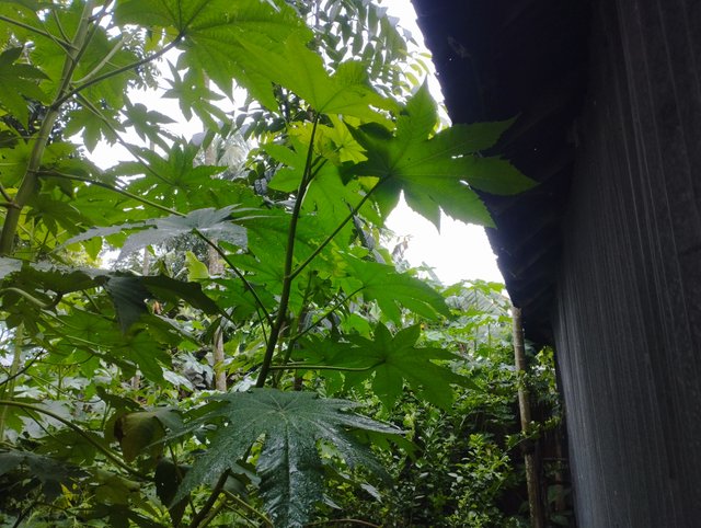 IMG_20250619_100209.jpg