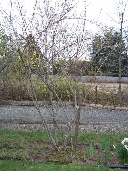 Fence Forsythia - 3rd crop April 2019.jpg