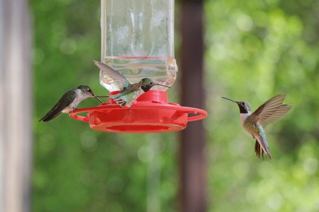 2E5A1724 Hummingbirds at feeder.jpg