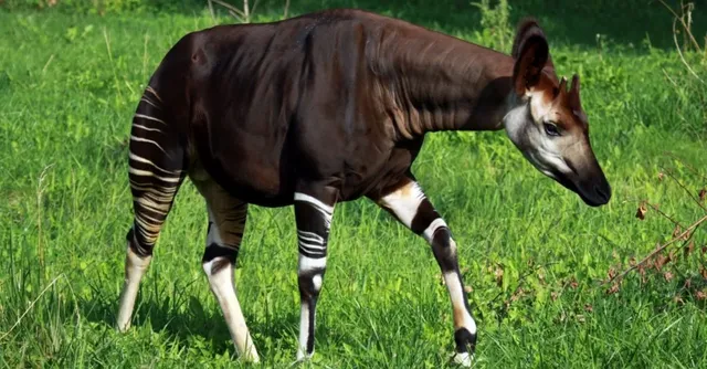 Weirdest-Animal_-Okapi-1024x535.png