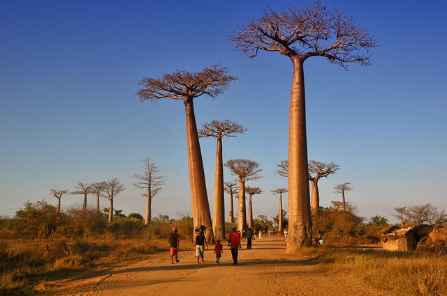 Baobab-Adansonia-grandidieri.jpg