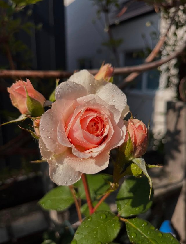 IMG_20250620_082315.jpg