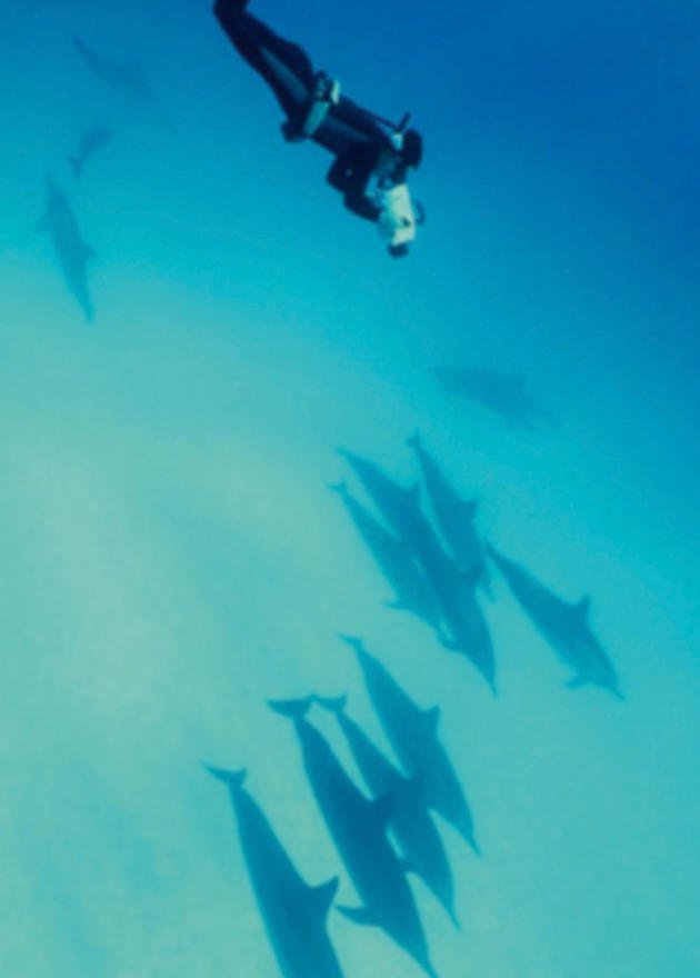 vJWdei8BSQmQj9n8LKFb_ocean-plastic-filming-Dolphins-630x880.jpg