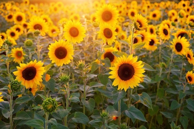 Online-Intensive-September-Sonnenblume.jpg