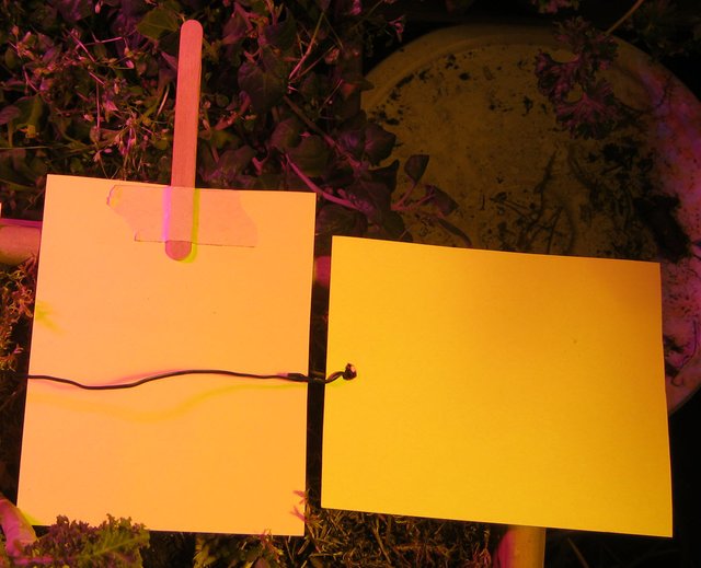 2 ways to attach a stick or wire to yellow sticky cards.JPG