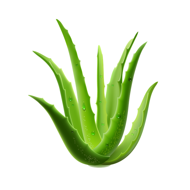 Aloe .png