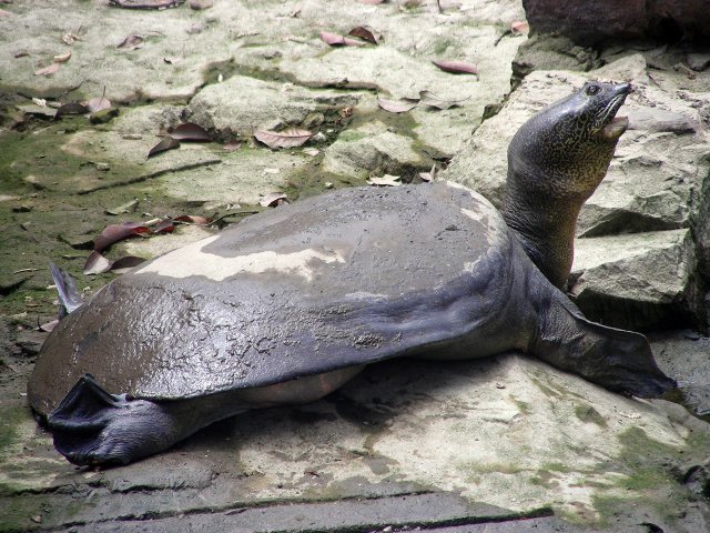 tortuga-cantor-cabeza.jpg