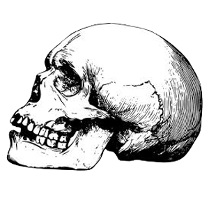 Skull1.2.png