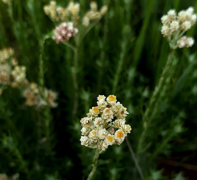 helichrysum01.jpg