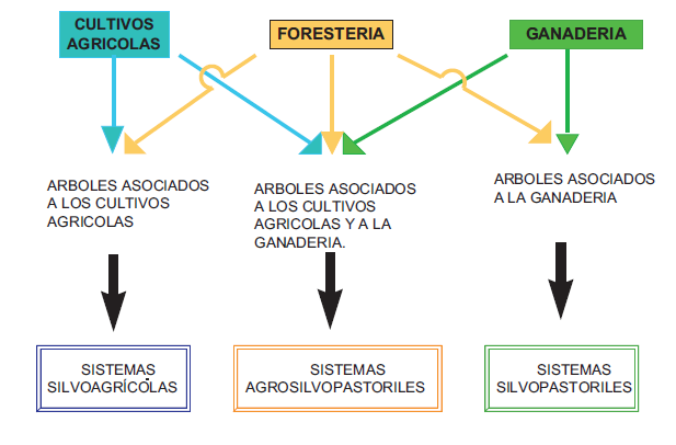 AGROFORESTAL 2.png