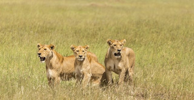 Safari-dans-le-parcn-national-du-Serengeti-en-Tanzanie-7.jpg