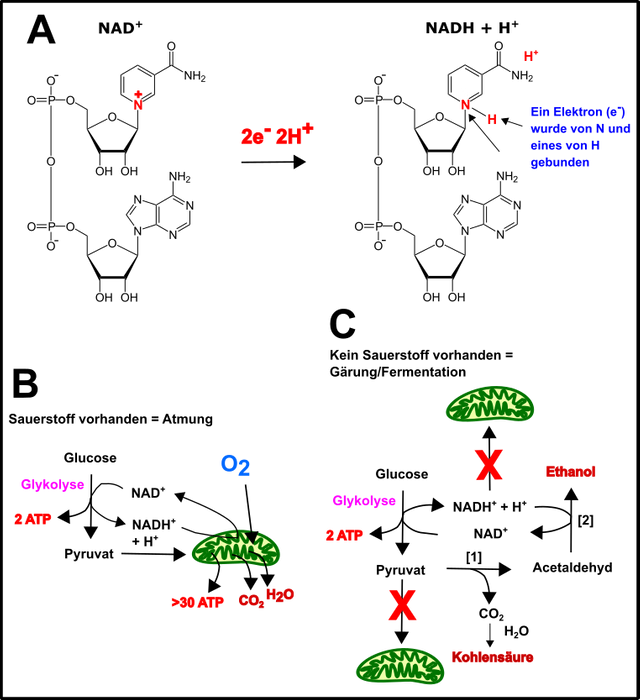 Biochemie II.png