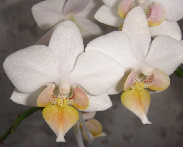 орхидея белая.jpg
