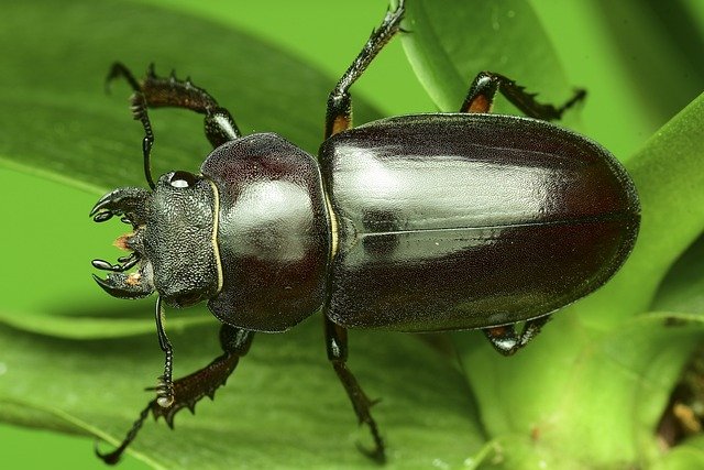 stag-beetle-3539534_640.jpg