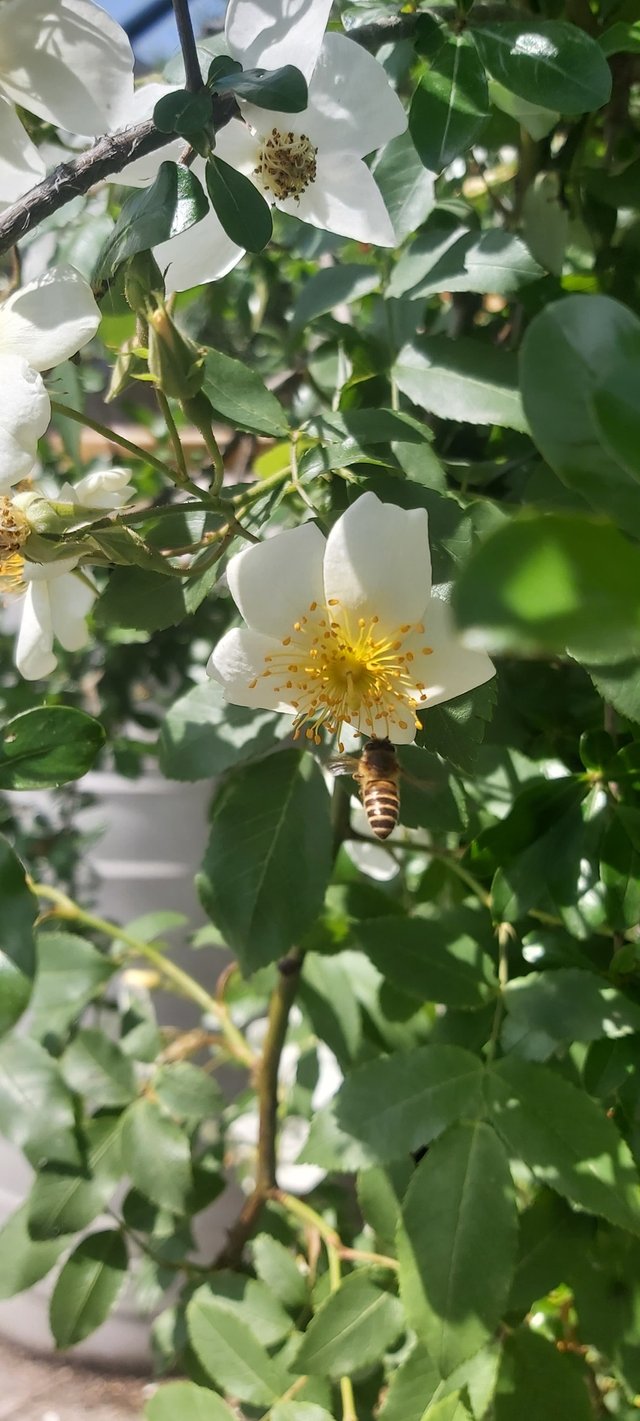 Insect Pollination (2).jpg